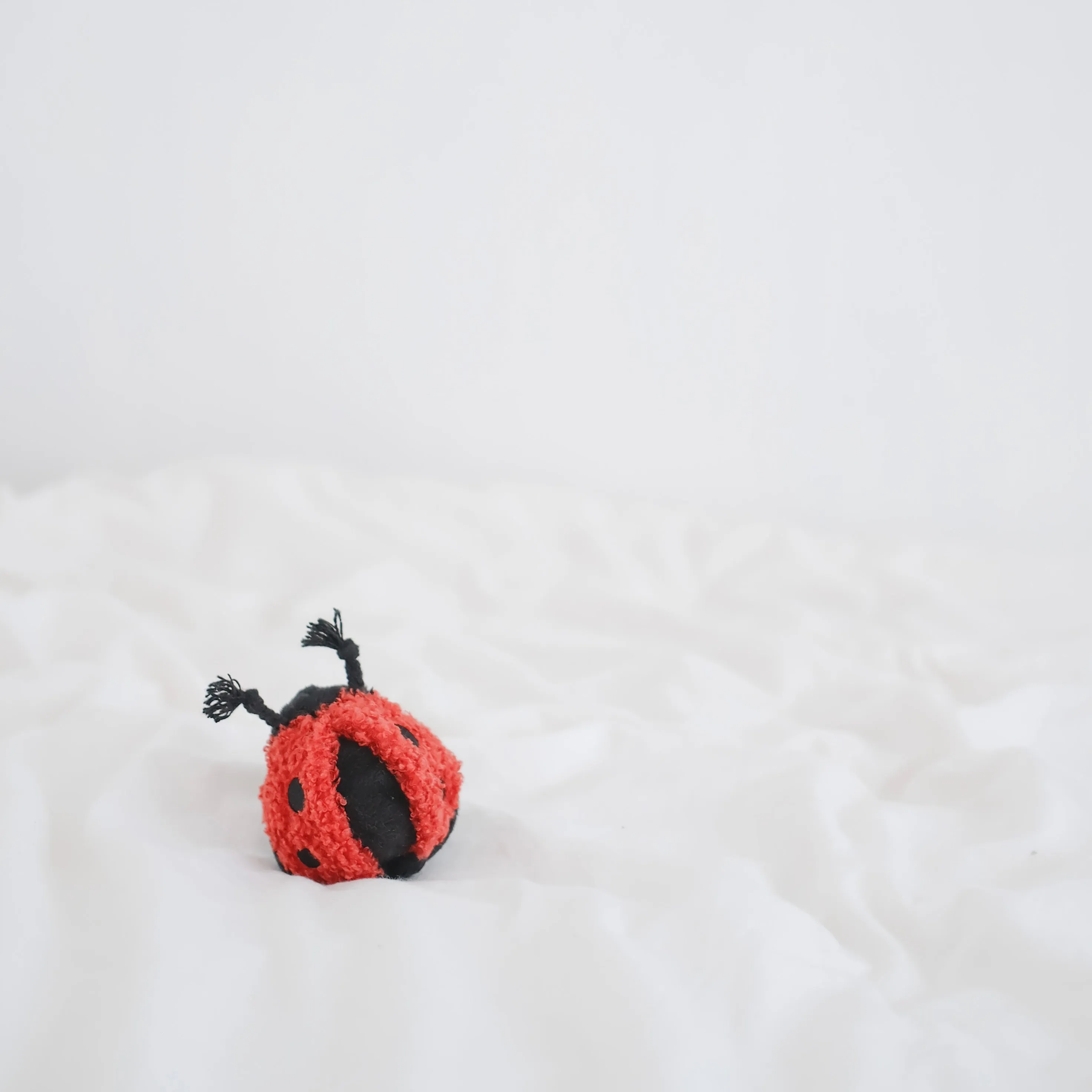 LADYBUG POP